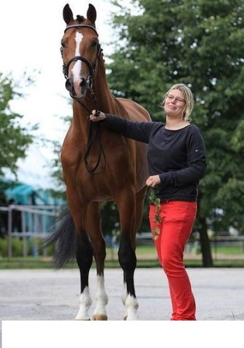 خيول سباقات ولمسابقات الجمال من اور في قطر