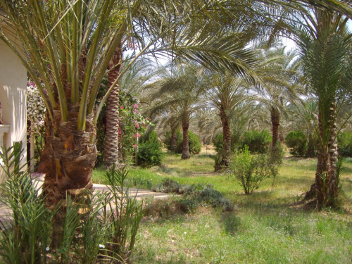 مزرعة للبيع 16 فدان أشجار ليمون ونخ في مصر
