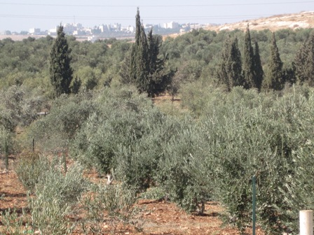 إربد-قطعة أرض للبيع (مزرعة 4 دنم) ح في الأردن