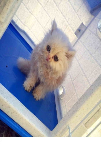 قط شيرازي مع اللوازم في قطر