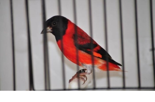 هواة النوادر سسكن احمر اصلى في قطر