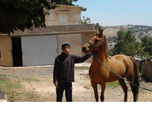 حصان عربي للبيع بسعر مغري جدا في الأردن