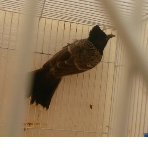 زوج بلبل كشميرى جاهز للانتاج في قطر