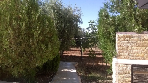 مزرعة للبيع - مساحة المزرعة 1600م2  في الأردن